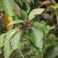 <i>Callicarpa tomentosa</i>  (L.) L.